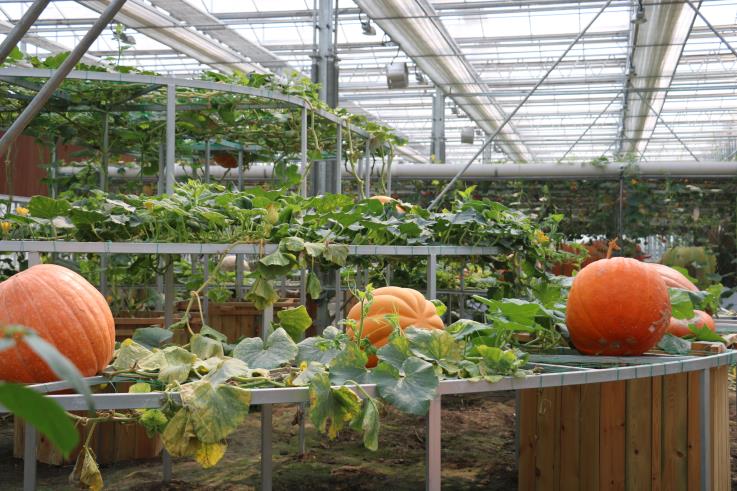 江蘇洋河農業嘉年華(圖2) IMG_2665_看圖王.jpg