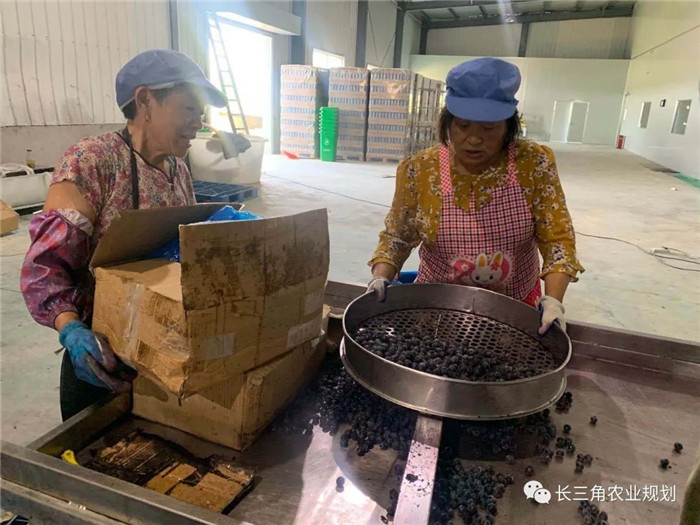 為了幫助園區(qū)的提檔升級(jí)，南京市農(nóng)業(yè)農(nóng)村局特委托中農(nóng)富通編制《南京市農(nóng)業(yè)園區(qū)發(fā)展研究報(bào)告》，以期從產(chǎn)業(yè)發(fā)展路徑、園區(qū)發(fā)展模式、保障措施等多維度為南京市農(nóng)業(yè)園區(qū)未來三年的發(fā)展做統(tǒng)籌謀劃。 8月19日，中農(nóng)(圖19)