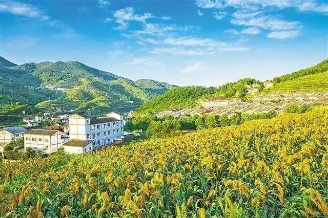 最高獎(jiǎng)補(bǔ)8000萬(wàn)！建設(shè)一批鄉(xiāng)村振興集成創(chuàng)新示范縣(圖2)