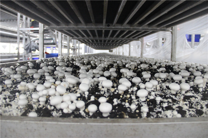 《灣沚區(qū)花橋鎮(zhèn)十四五現(xiàn)代農(nóng)業(yè)發(fā)展規(guī)劃》初期調(diào)研工作順利完成！(圖10)